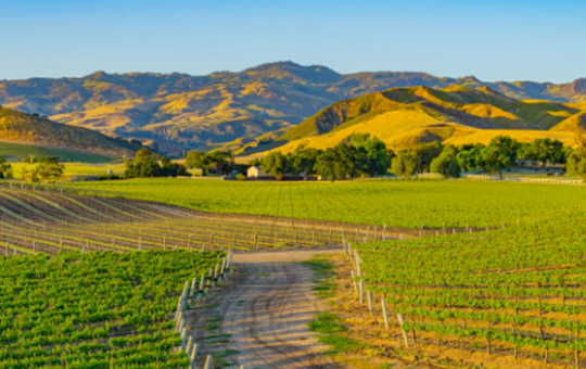 Santa Ynez